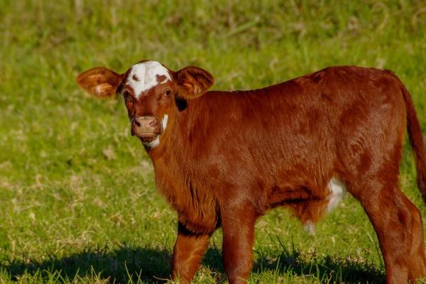 为啥风象星座老是吸引土象 原因是什么