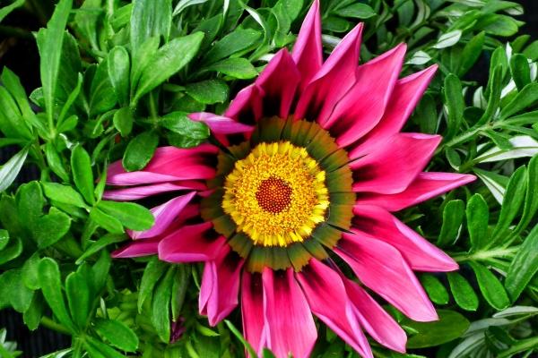 天秤男天蝎女的孽缘 天蝎女是天秤男的劫