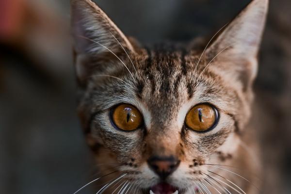 2023年7月30日黄历吉时 几点吉利