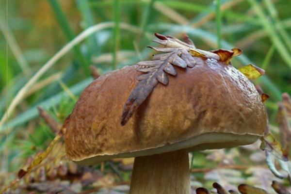 梦到一袋子大蒜有什么意思吗