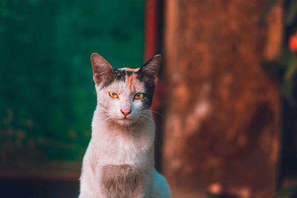 为什么说双子座是富贵命,一生财运旺吗