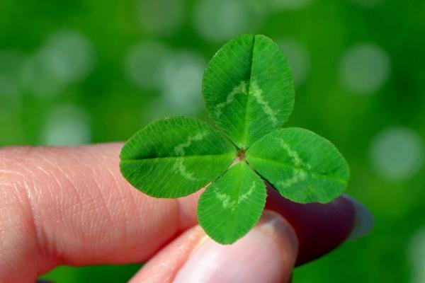 属牛的今年桃花运走到什么时候，属牛的最佳婚配是谁