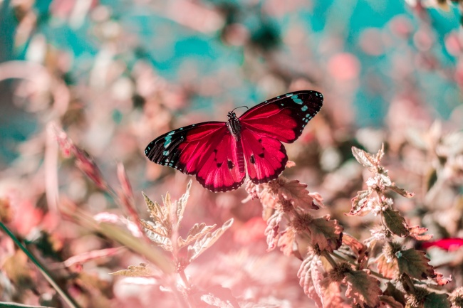 命定豪门!揭秘四大生肖女天生“少奶奶”命!