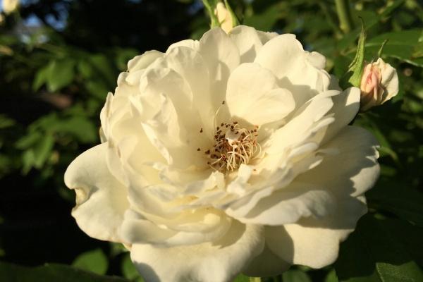 属鸡和属虎的婚姻怎么样 合得来吗