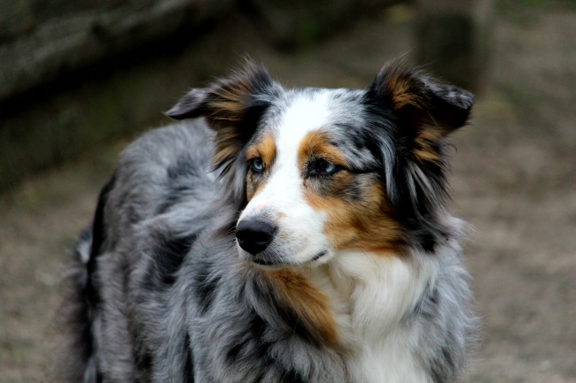 2023年7月29日开业好不好 宜开业吗