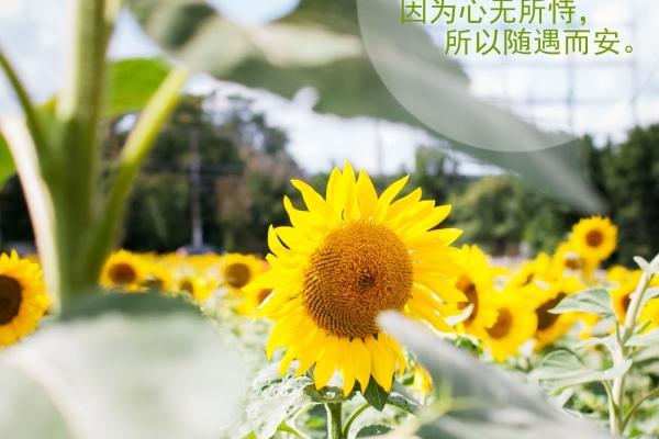 第一运程 2023年8月1日十二生肖运势解析