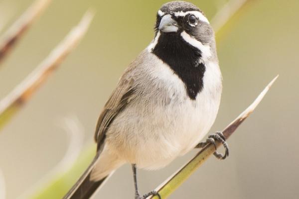 2023年8月4日是结婚的好日子吗 办喜事吉利吗