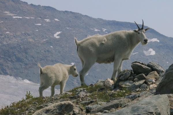 狮子女要远离天蝎男吗?狮子男为什么要远离天蝎女?