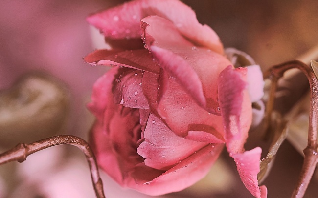 狮子男对天秤女的感觉 狮子男天秤女相处模式