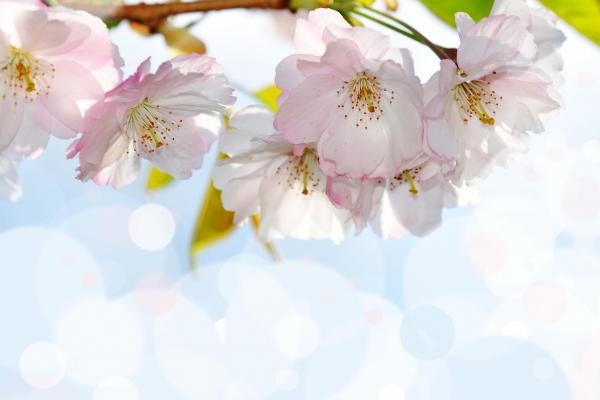 猪和虎合不合 属猪和属虎婚配如何