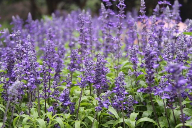 2023年8月9日是不是结婚吉日 是嫁娶黄道吉日吗