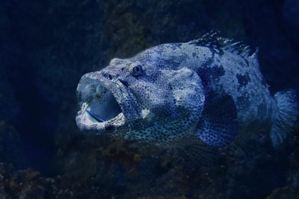 2023年8月3日开业好不好 这天店铺开张好不好