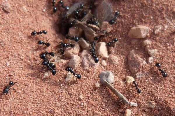 2023年8月11日适合搬家吗 是好的搬家吉日吗