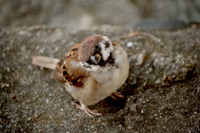 1993年五行属木还是火 出生的人命运如何