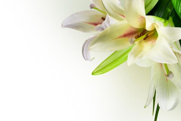 2023年大暑出生的兔好不好 宝宝有什么说法