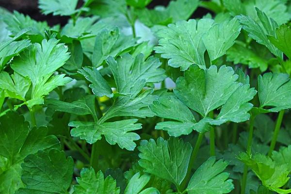 2023年8月5日可以安门吗 是安装门户吉日吗