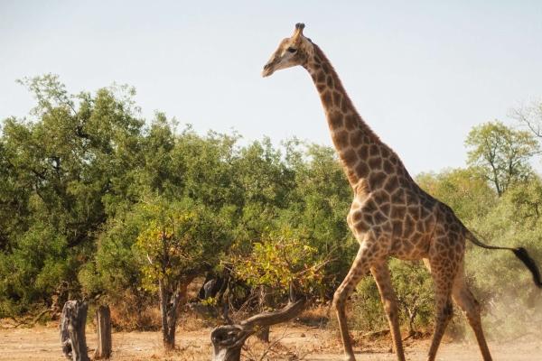 "旺夫不可挡!四大生肖女教你如何成为男人梦寐以求的对象!"