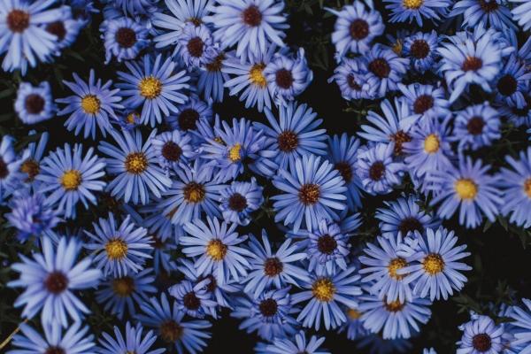 杨清华 十二生肖一周运势7.24-7.30