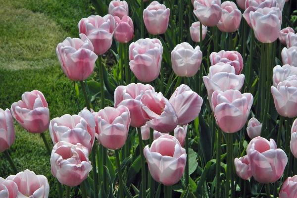 属羊2023年8月运势详解，需多留意健康问题