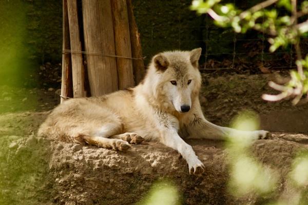 2月正财运最好的生肖2024年 鼠牛猪迎来开门红