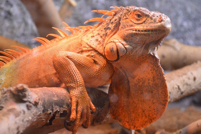 白羊座8月份运势2023年 8月白羊座运势详解