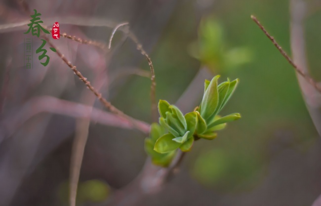 2024年喜得姻缘的生肖 心仪的人马上到来