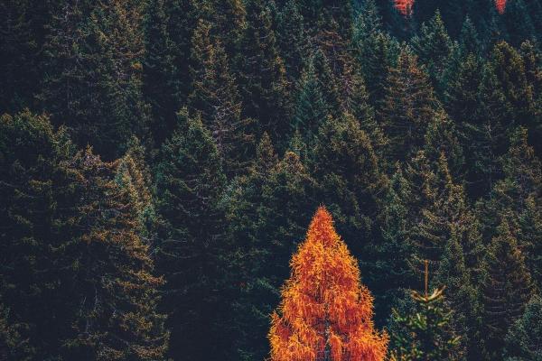 Alex 7.24—7.30本周重要星象