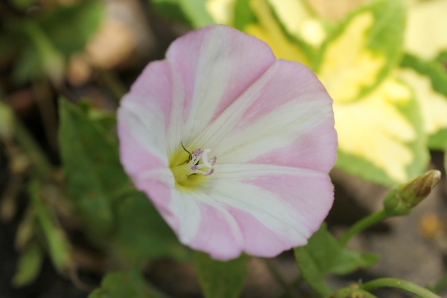 96年属鼠女何时有姻缘 一生几次婚姻