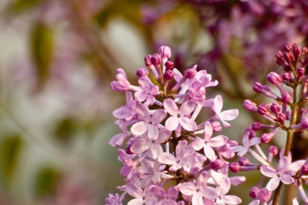 "独特魅力!四大生肖女带你探索天生旺夫运的秘密!"
