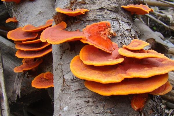 第一星运 小易占星2023年周运09.04-09.10