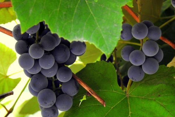 2023年8月5日搬家好吗 这天是搬家黄道吉日吗