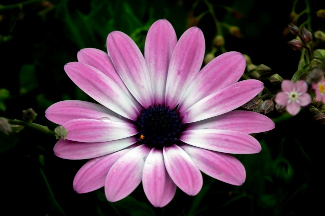 闹闹女巫 0729十二星座今日运势