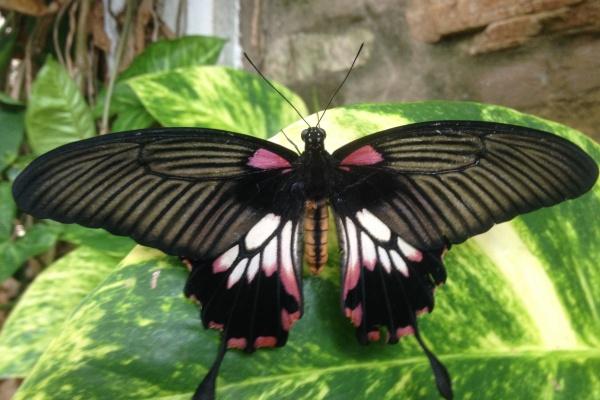 2023年下半年财运最旺的生肖  23年下半年横财暴发生肖