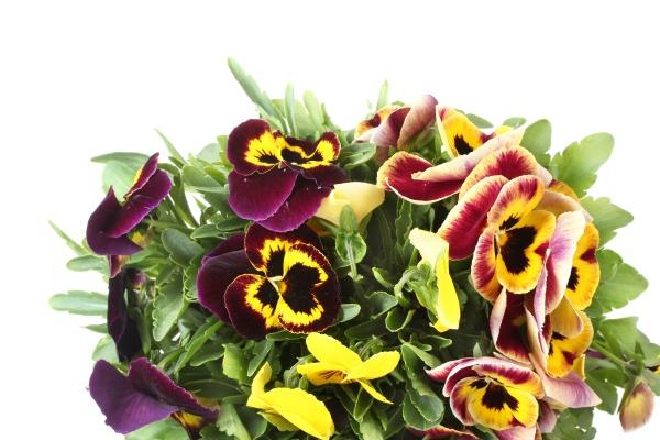 2023年8月2日财神在哪个方位 今天财神在哪个方位