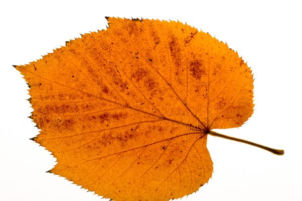 2023年8月4日五行穿衣旺运 五行穿衣旺运法