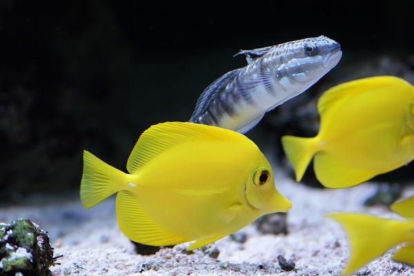 属牛养猫好吗，属牛的人养猫后运气怎么样