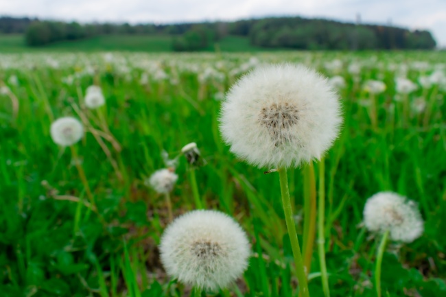 2023年8月11日黄历吉时 本日吉时凶时