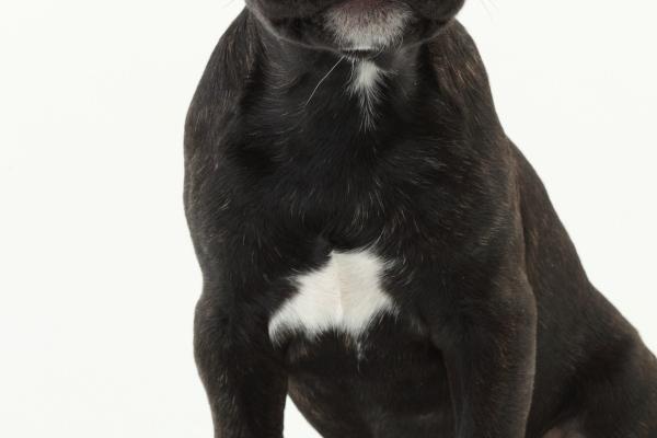 "爱情领域的颠覆者!四大生肖女教你如何逆袭恋爱倒贴!"