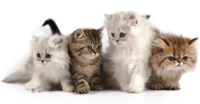 2023年感恩节烂桃花扎堆的星座 需要及时避免