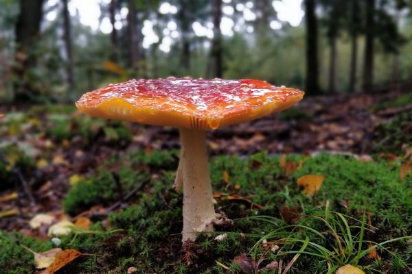 2023年8月8日提车好吗 立秋提车老黄历查询