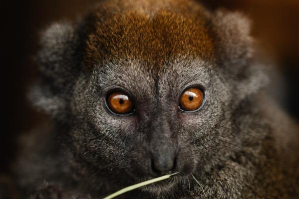 2023年8月16日生肖相冲 黄历生肖冲煞