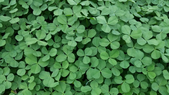 "无人能挡!四大生肖女引领旺夫运的新时代!"