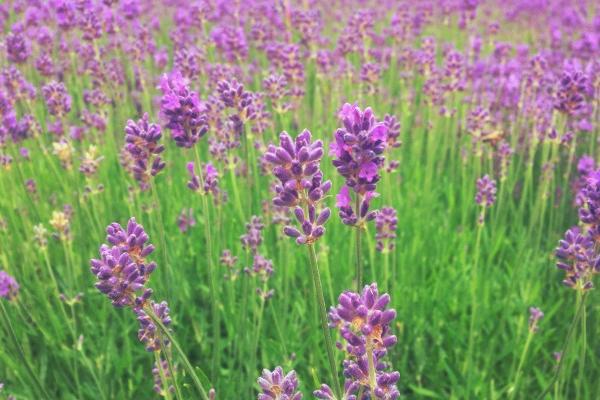 2023年8月10日冲什么属相 十二时辰冲属相