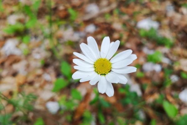 "脱单倒计时!四大生肖女带你探索近期幸运爱情的新境界!"