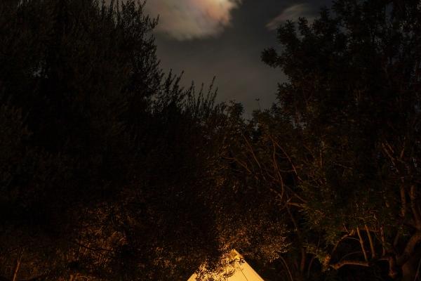 属虎的今年有桃花运吗 感情生活如何