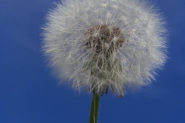 2024年下半年最衰的生肖有哪些 希望没有你上榜