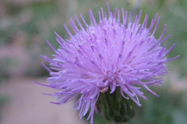 2024年6月运气最好的生肖 你上榜了吗