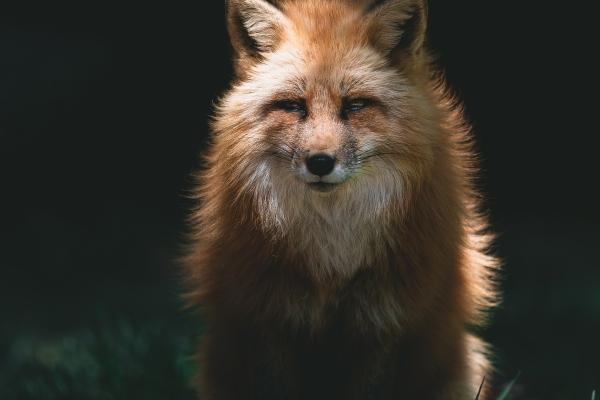 摩羯座和狮子座适合当情侣吗? 摩羯座配狮子座怎么样?