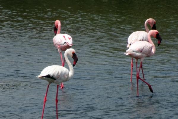 2024年5月桃花运最旺生肖第一名 水月之中属鸡人最为旺盛