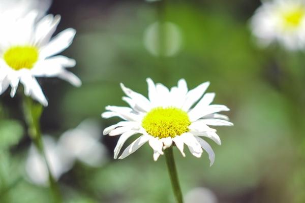 杨清华 十二生肖一周运势8.7-8.13